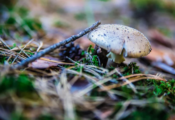 Svamp i skogen — Stockfoto