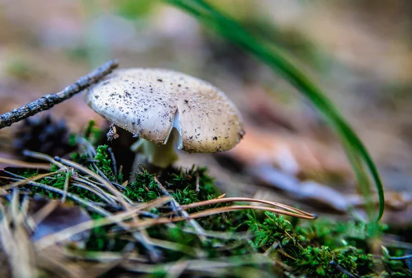 Svamp i skogen — Stockfoto