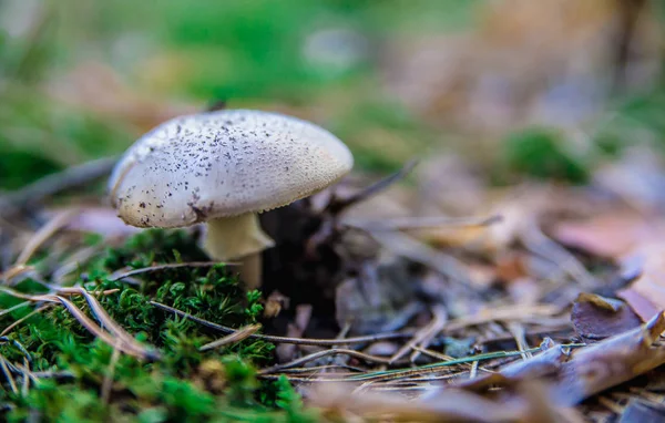 Svamp i skogen — Stockfoto