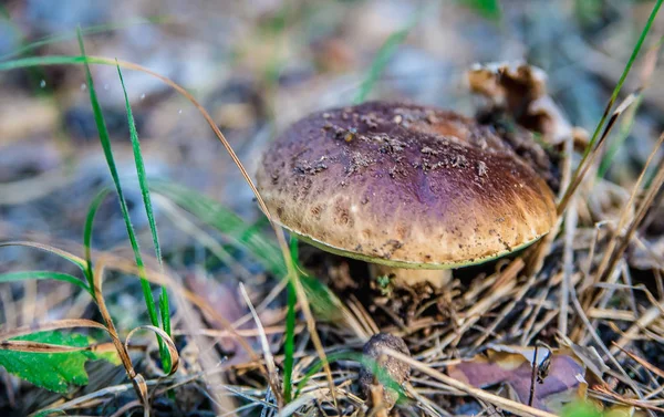 Svamp i skogen — Stockfoto