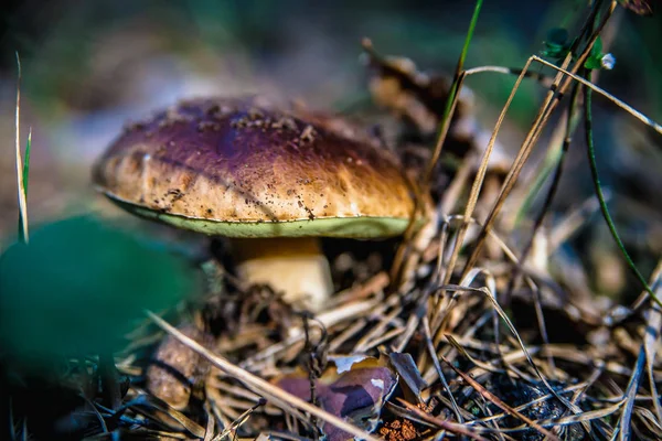 Svamp i skogen — Stockfoto