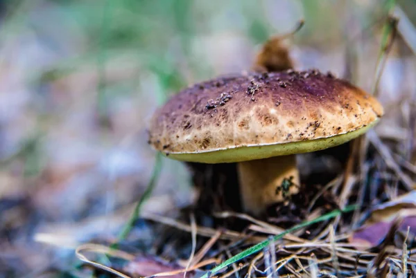 Svamp i skogen — Stockfoto