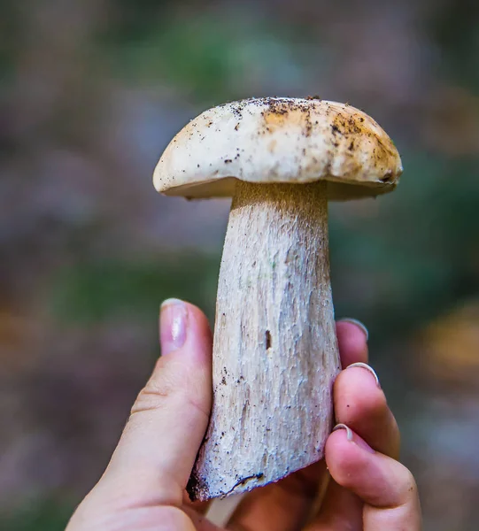 Svamp i skogen — Stockfoto