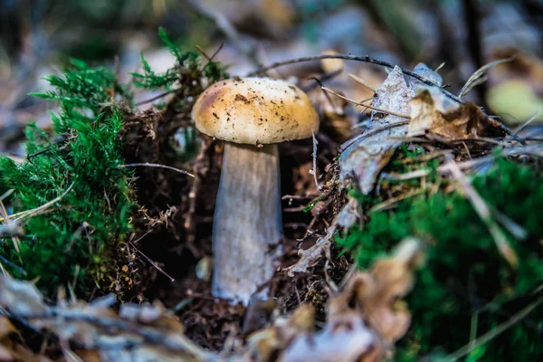 Svamp i skogen — Stockfoto