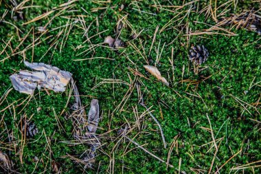 Moss Çam iğneleri ormandaki arka plan