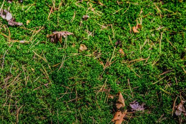Moss Çam iğneleri ormandaki arka plan