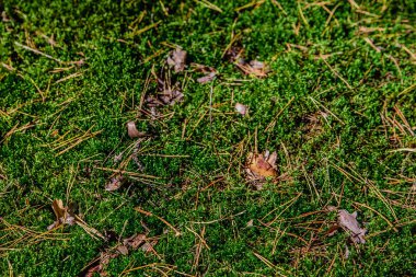 Moss Çam iğneleri ormandaki arka plan