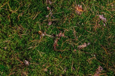 Moss Çam iğneleri ormandaki arka plan
