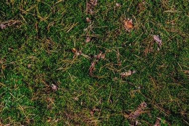 Moss Çam iğneleri ormandaki arka plan