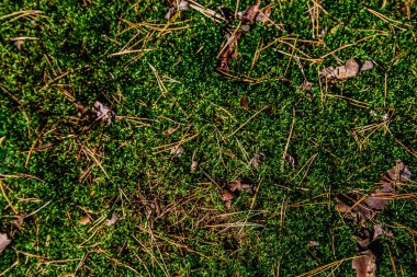 Moss Çam iğneleri ormandaki arka plan