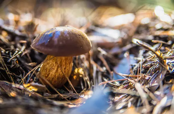 Svamp i skogen — Stockfoto