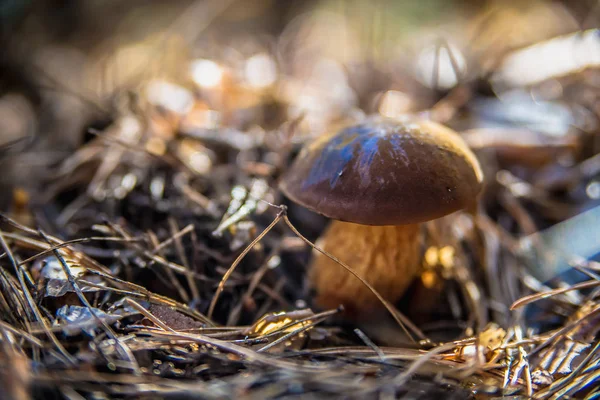 Svamp i skogen — Stockfoto