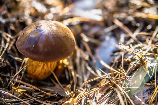 Svamp i skogen — Stockfoto