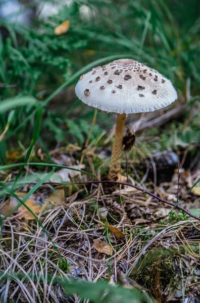 Svamp i skogen — Stockfoto