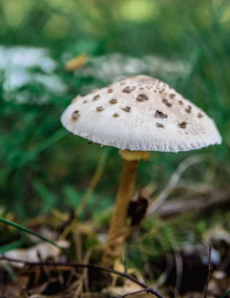 Svamp i skogen — Stockfoto