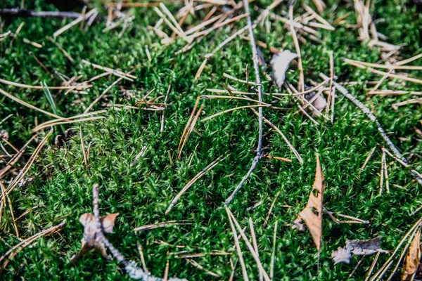 Moss Çam iğneleri ormandaki arka plan