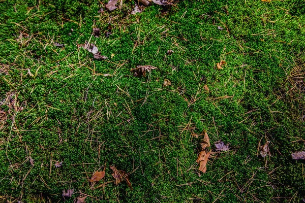 Moss Çam iğneleri ormandaki arka plan
