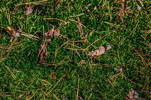 Antecedentes de agujas de pino musgo en el bosque — Foto de Stock