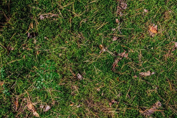 Moss Çam iğneleri ormandaki arka plan