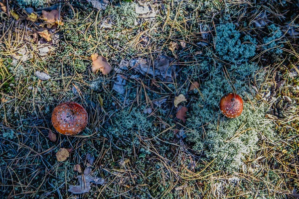 Svamp i skogen — Stockfoto