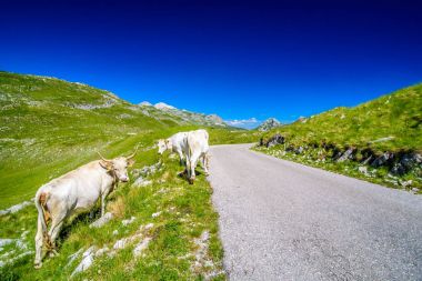 Karadağ dağları, Durmitor Piva, Tara Panorama