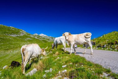 Karadağ dağları, Durmitor Piva, Tara Panorama