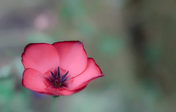 Macro Fleur Rouge Délicate Avec Beau Bokeh — Photo