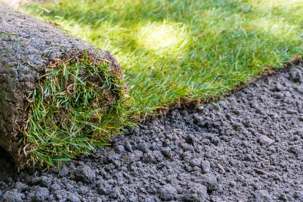 taze çimen çimen rulo yeni peyzajlı bir çim ekili