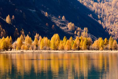 Sonbahar renklerindeki sarı karaçam ağaçları, geç sonbaharda St. Moritz yakınlarındaki Isviçre Alpleri 'nde mavi bir dağ gölüne yansıyan