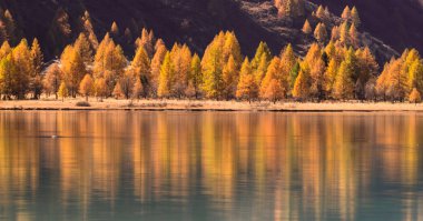 Sonbahar renklerindeki sarı karaçam ağaçları, geç sonbaharda St. Moritz yakınlarındaki Isviçre Alpleri 'nde mavi bir dağ gölüne yansıyan