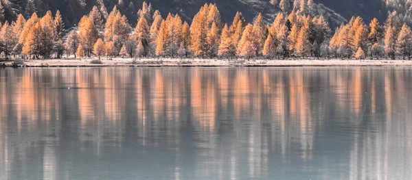 Yellow Larch Trees Fall Colors Reflecting Blue Mountain Lake Swiss Stock Image