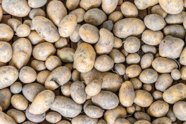 bol hasat sonra organik patates arka plan