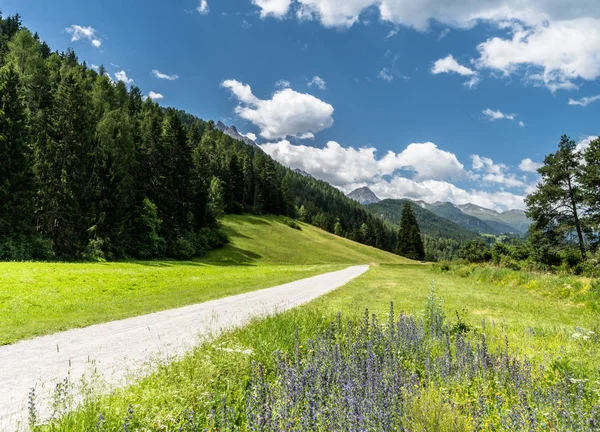 Grind Weg Wandel Pad Het Midden Een Mooie Berg Zomer — Stockfoto