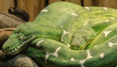 Yeşil ağaç python yakından ve detaylı