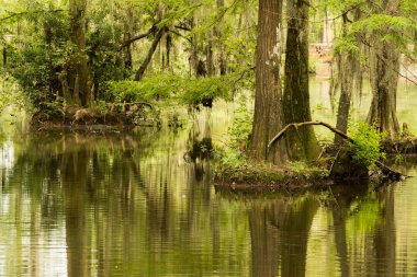 view of a South Carolina swamp with trees and reflections clipart