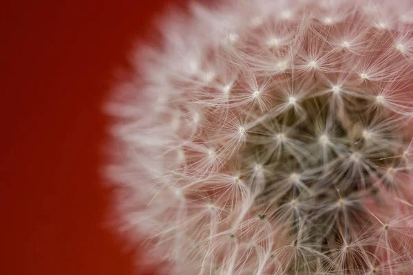 Makro Zobrazení Bílé Pampelišky Jasně Červeném Pozadí — Stock fotografie