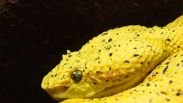 Yellow Eyelash Viper Macro Close — Stock Photo, Image