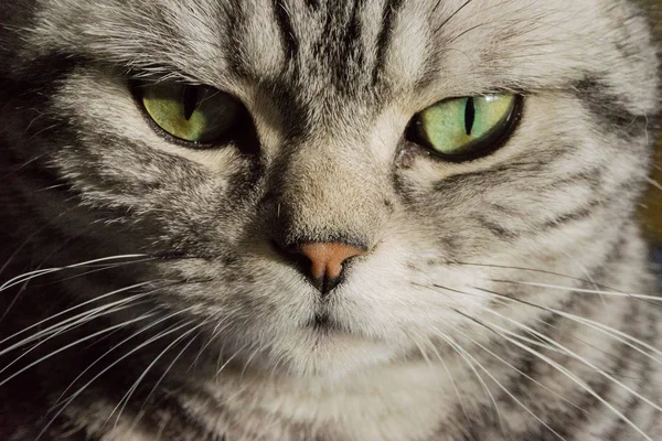 Portrait Male British Shorthair Cat Piercing Green Eyes — Stock Photo, Image