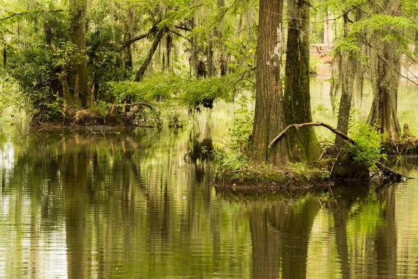 Güney Carolina Bataklik Ağaçlar Yansımaları Görünümünü — Stok fotoğraf