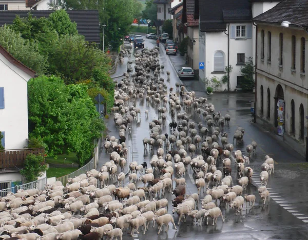 Molte Pecore Affollano Una Strada Del Villaggio Fermano Tutto Traffico — Foto Stock