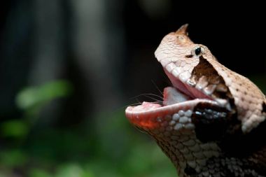 yeme ve bütün bir sıçan yutma gaboon viper yakın çekim