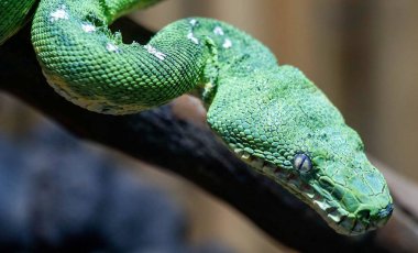 Yeşil ağaç python yakın çekim ve ayrıntılı olarak