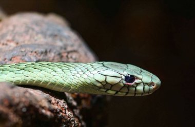 son derece zehirli yeşil mamba yakın çekim