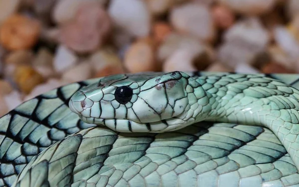 Close Van Zeer Giftige Groene Mamba — Stockfoto