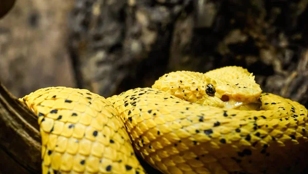 Yellow Eyelash Viper Macro Close — Stock Photo, Image