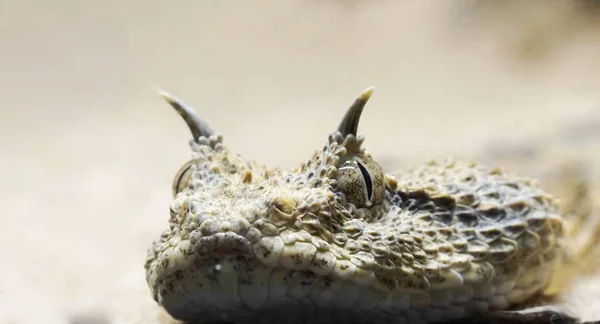 Close View Very Poisonous Horned Viper — Stock Photo, Image