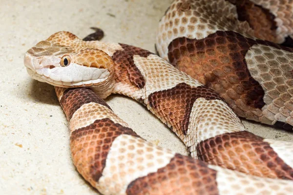 铜斑蛇毒蛇的特写图 — 图库照片