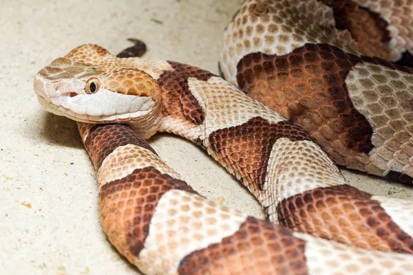 Vista Cerca Serpiente Venenosa Cabeza Cobre — Foto de Stock