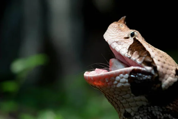 Close Van Een Gaboon Viper Eten Slikken Een Hele Rat — Stockfoto