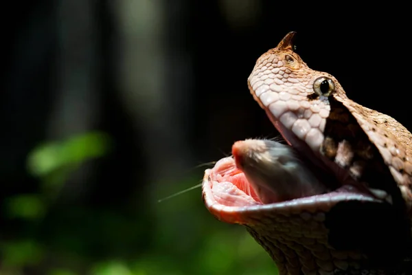 Close Van Een Gaboon Viper Eten Slikken Een Hele Rat — Stockfoto